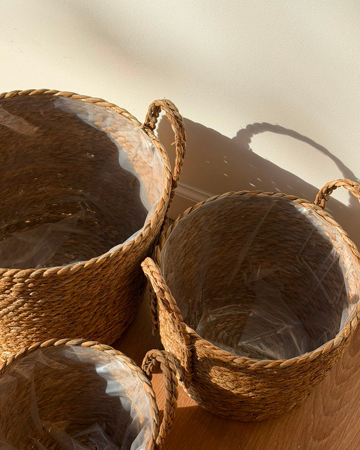Canastos Bolonia