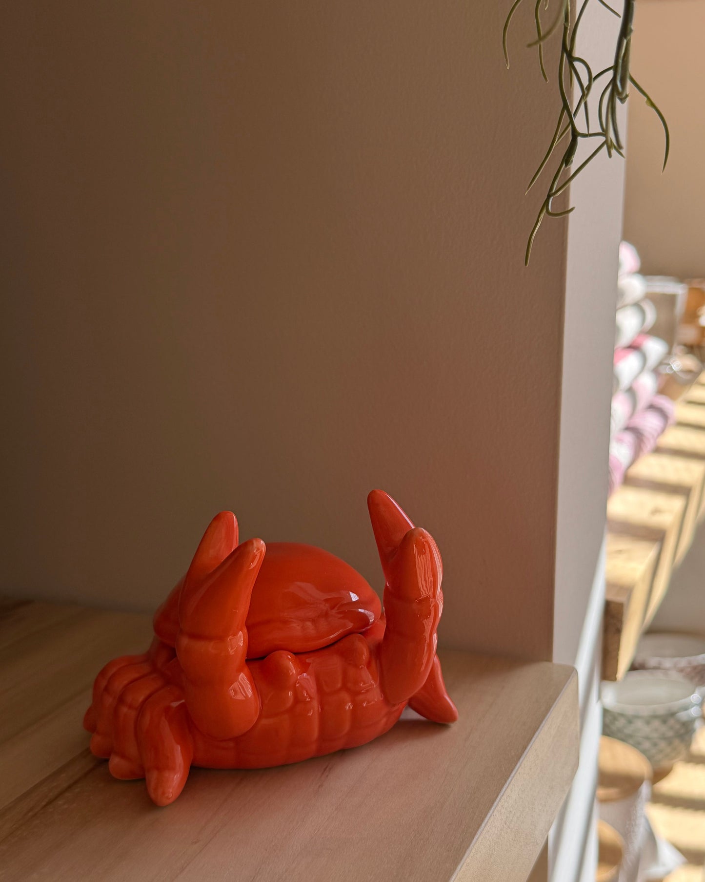 Cenicero crab